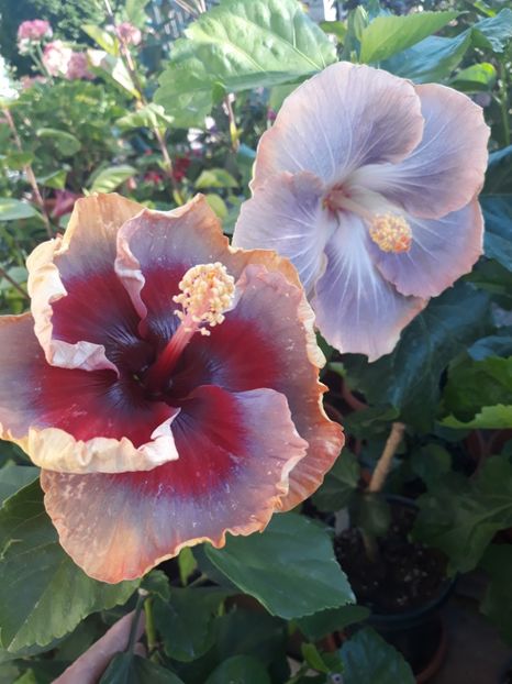  - DP s Lucky in Summer