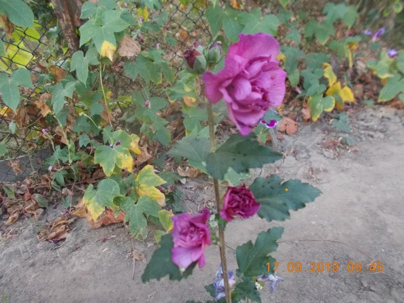Hibiscus de gradina-DUC DE  BRABANT - ARBUSTI ORNAMENTALI DE GRADINA-2018-2020-2021-2022