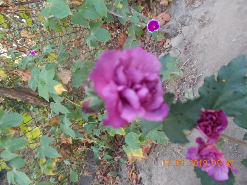  - ARBUSTI ORNAMENTALI DE GRADINA-2018-2020-2021-2022