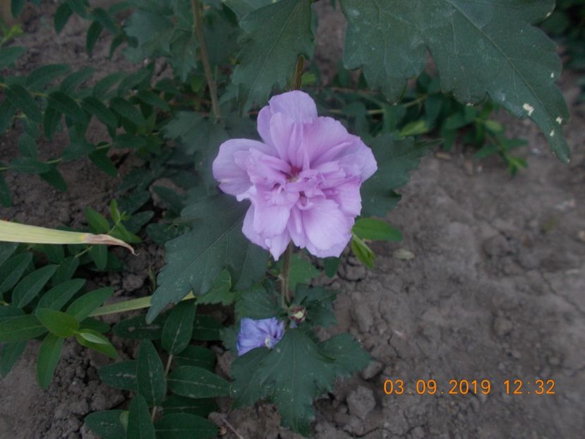 Hib-ARDENS - ARBUSTI ORNAMENTALI DE GRADINA-2018-2020-2021-2022