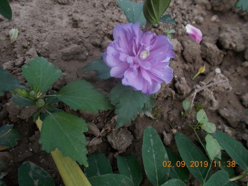  - ARBUSTI ORNAMENTALI DE GRADINA-2018-2020-2021-2022
