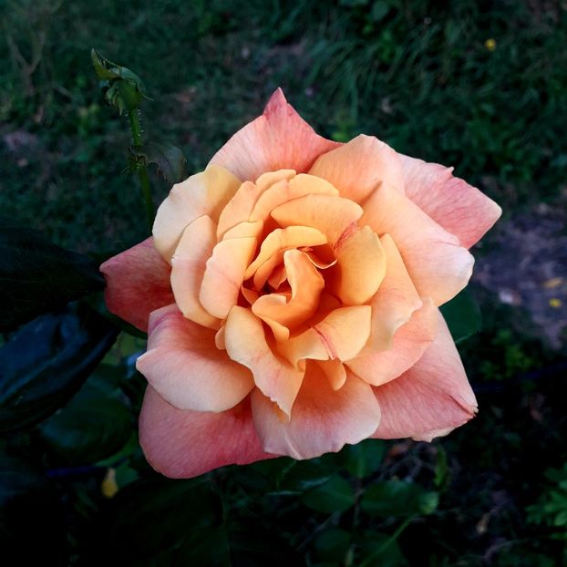  - TRANDAFIRI_2019_2020_2024