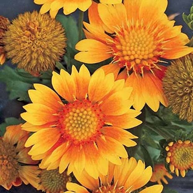 Arizona-Apricot-Blanket-Flower - GAILLARDIA