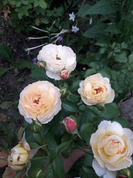  - Chateau de Cheverny