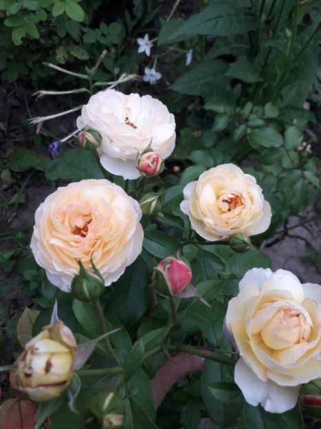  - Chateau de Cheverny