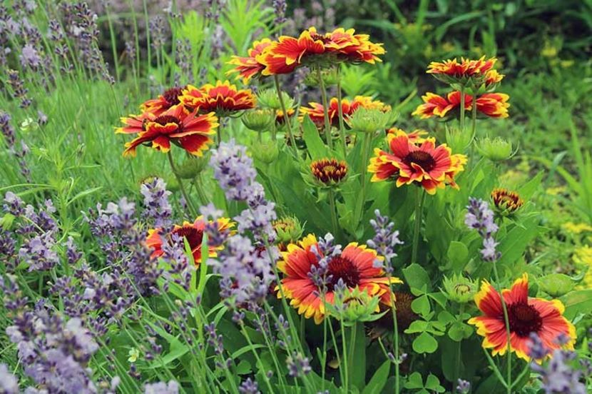 How-to-Pair-Blanket-Flower-with-Other-Garden-Favorites - GAILLARDIA