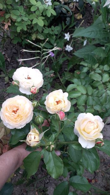  - Chateau de Cheverny