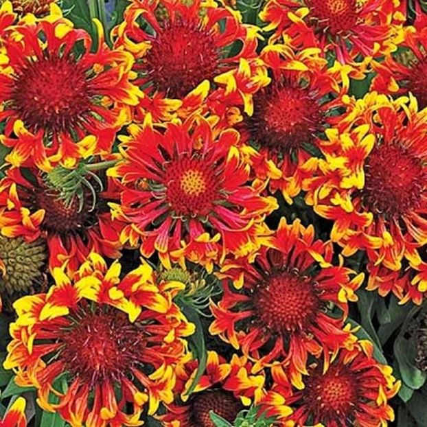 Sun-Devil-Gaillardia - GAILLARDIA