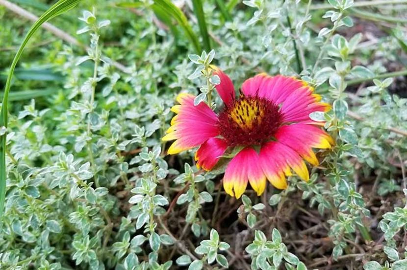 The-Best-Gaillardia-Growing-Tips - GAILLARDIA