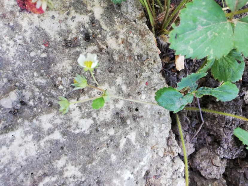 Capsuni remontanti Albion - Arbusti fructiferi si capsuni