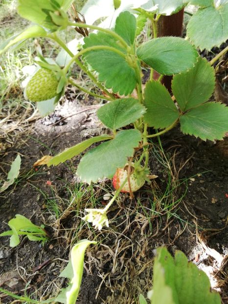  - Arbusti fructiferi si capsuni