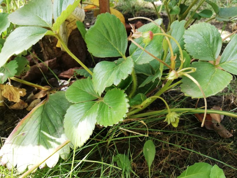  - Arbusti fructiferi si capsuni