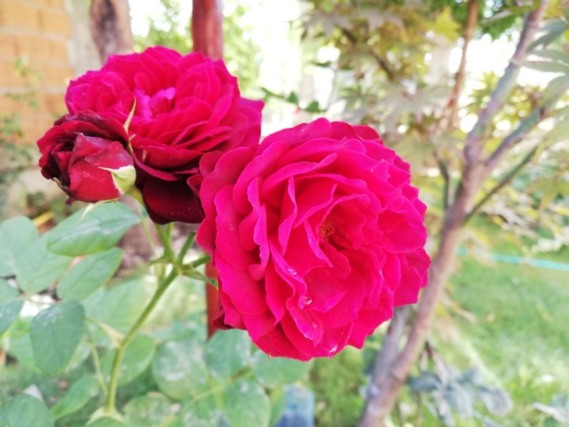  - Astrid Grafin von Hardenberg