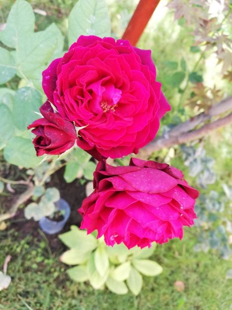  - Astrid Grafin von Hardenberg