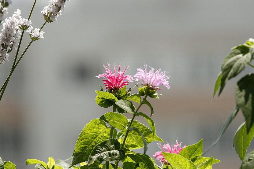 Sugar Lace & Balmy Lilac - 07 Monarda