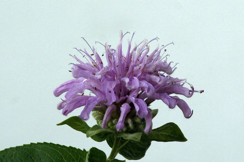 Balmy Lilac - 07 Monarda