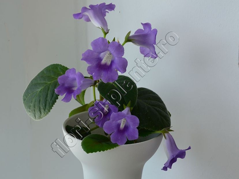 Sinningia Luci s Spots on Ametist Bell - GLOXINIA_SINNINGIA - Hibrizii mei -My hybrids