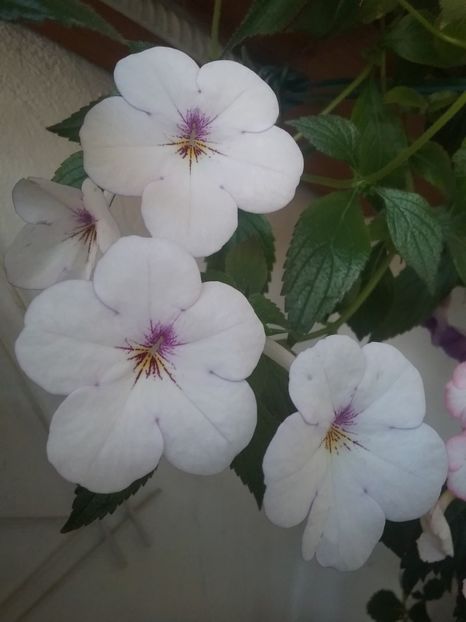 CHARITY - AAA RIZOMI ACHIMENES DISPONIBILI -2023