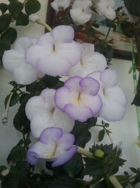 MORNING DRIZZLE - AAA RIZOMI ACHIMENES DISPONIBILI -2023