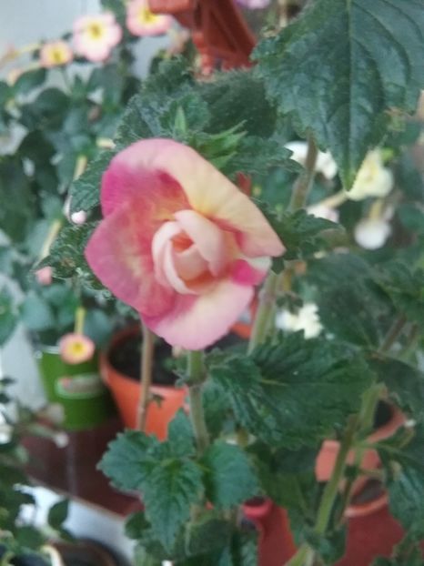  - LIMONCELLO pierdut