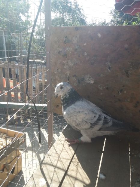  - Cuci și albaștri