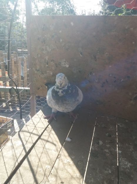  - Cuci și albaștri