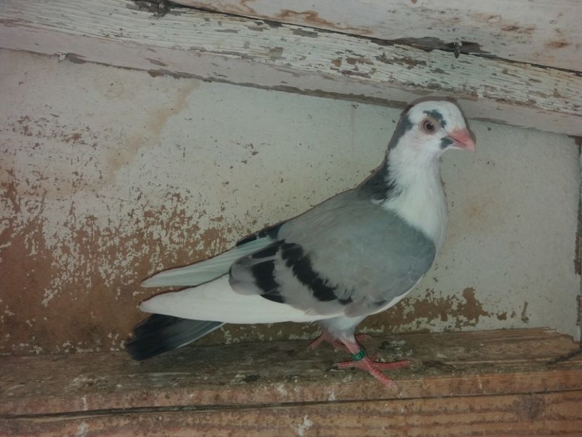 7094  femelă  2019 - Plecați ALBUM 2