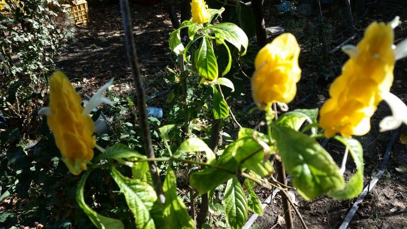 pachistakis - Flori apartament