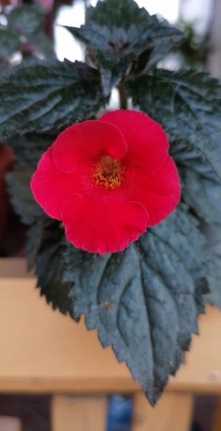 received_505413303564153 - Rage -erika 76