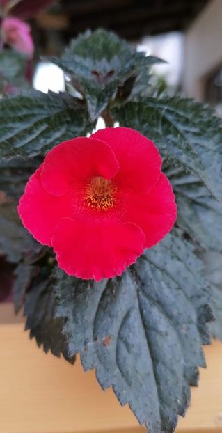 received_532011730870672 - Rage -erika 76