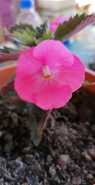 received_478895816266664 - Aurora Charm -erika 76