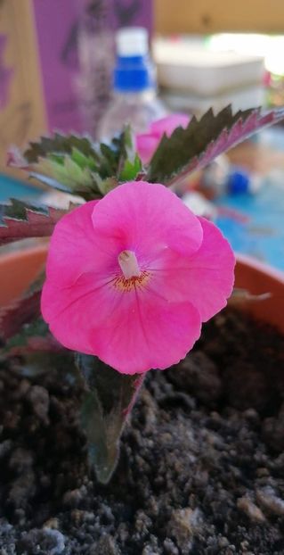 received_1255122904669178 - Aurora Charm -erika 76