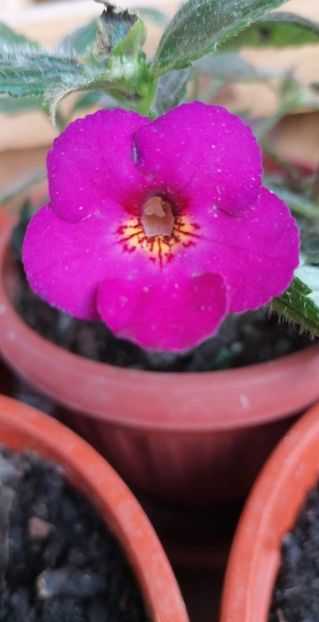  - Claret -nataliadinca