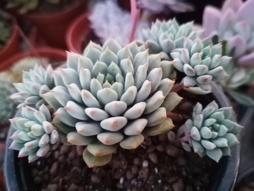Echeveria rundelli - Echeveria