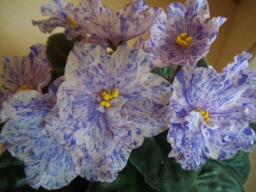RS Nayada - Violete