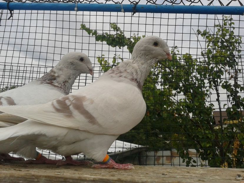 2     M - Tresti 2019