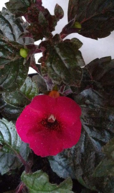  - Weinrot Elfe-cristalesipietre