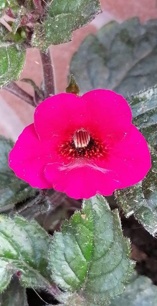  - Weinrot Elfe-cristalesipietre