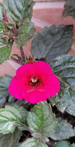  - Weinrot Elfe-cristalesipietre