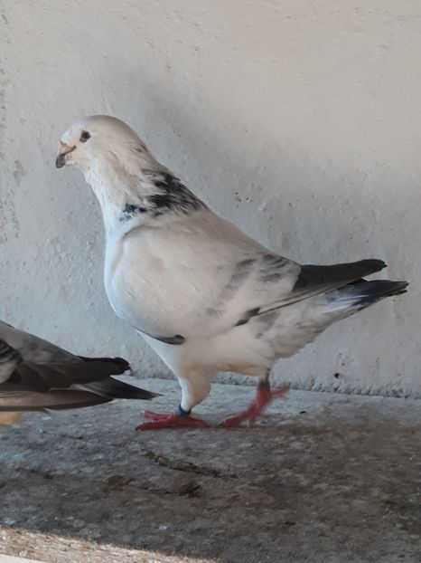 20190721_183131(0) - VOIAJORI STANDARD