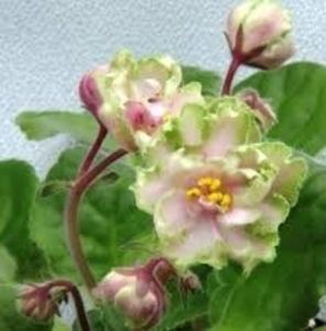 poza net - LE Malakhitovaia Rosa