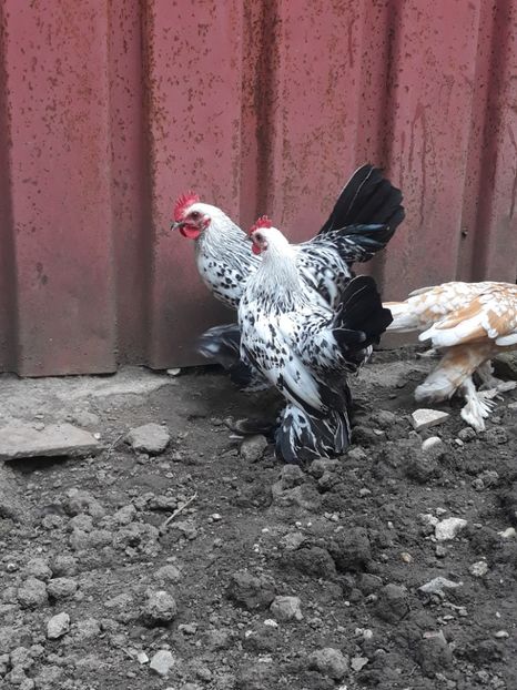  - GAINI MII DE FLORI DE VANZARE