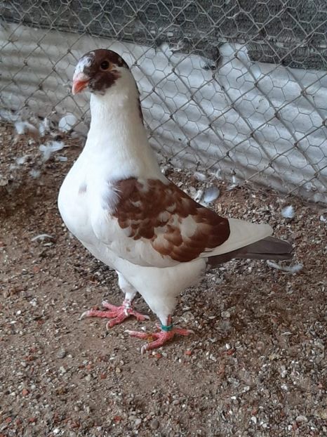 AGH - Tineret AGH 2019