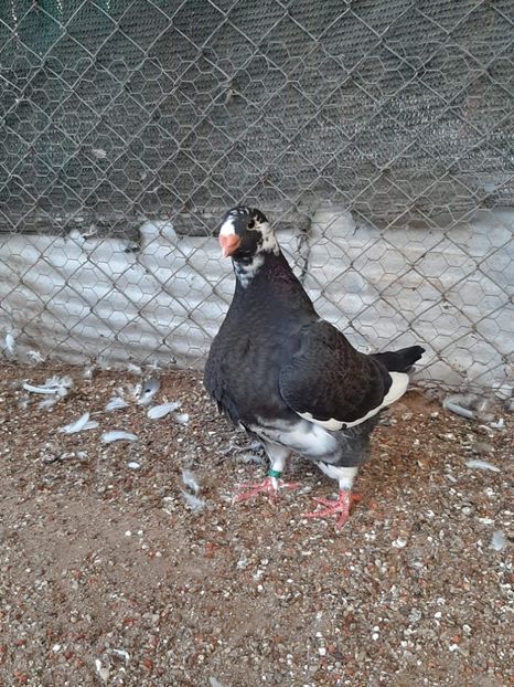 AGH - Tineret AGH 2019