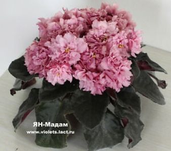 IAN Madam - Violete