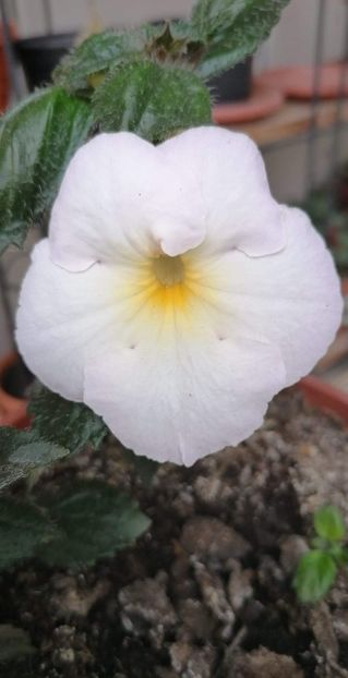  - X2 Achimenantha Polar Sun -deea01