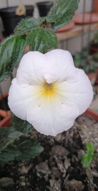  - X2 Achimenantha Polar Sun -deea01