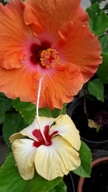  - Talmeș balmeș 2019