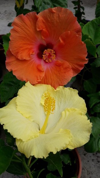  - Talmeș balmeș 2019