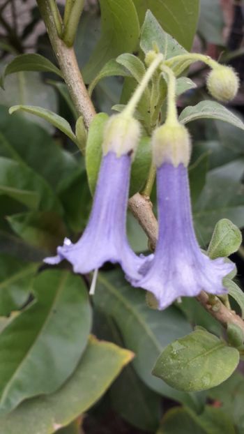  - Talmeș balmeș 2019